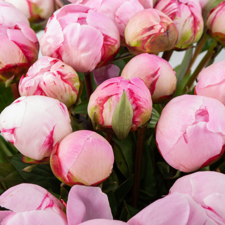 Букет из пионов 35 мгновений любви