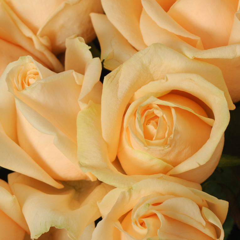 Букет 51 роза Пич Аваланш