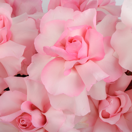 Композиция в кашпо Розовый шелк