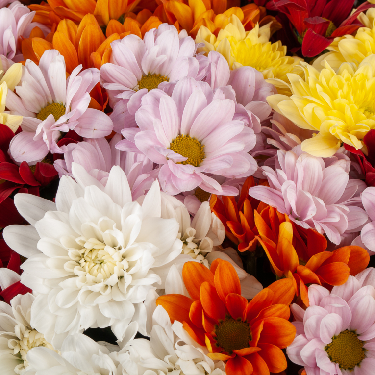 Букет из хризантем Звездное небо (миди)