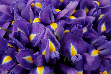 Букет из ирисов в шляпной коробке Ириска