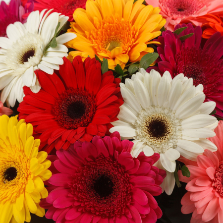 Букет с герберами Яркий комплимент (23 шт) + Десерт в ПОДАРОК!