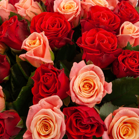 Букет из 51 розы Румянец зари