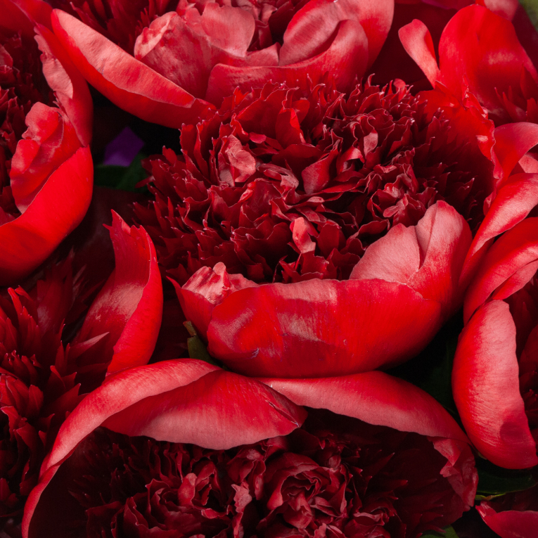 Букет 7 пионов Страстный порыв