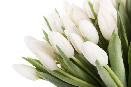 Букет 51 тюльпан, белые
