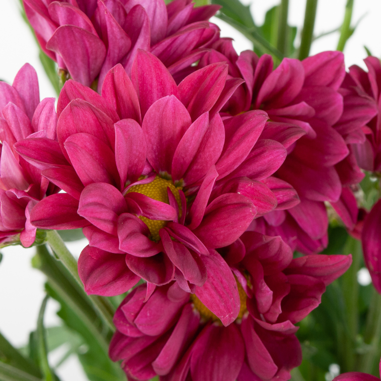 Хризантема кустовая малиновая (3 шт.)