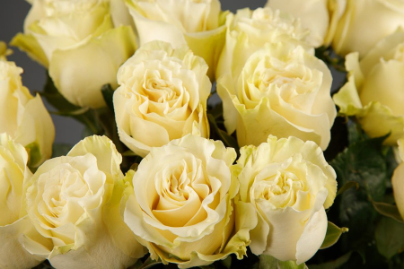 Букет 19 роз Мондиаль