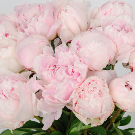 Букет из пионов 15 комплиментов