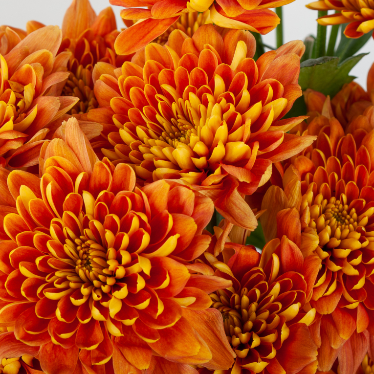 Хризантема кустовая оранжевая (3 шт.)