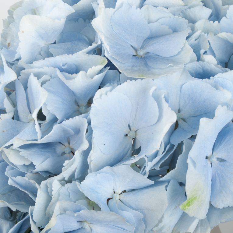 Гортензия голубая (1 шт.)
