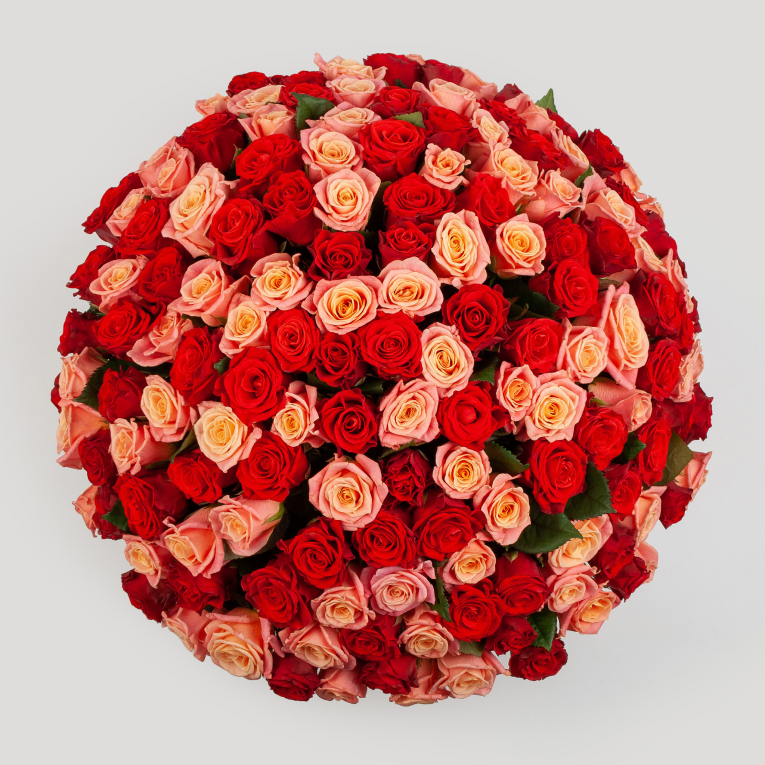 Букет из 151 розы Румянец зари