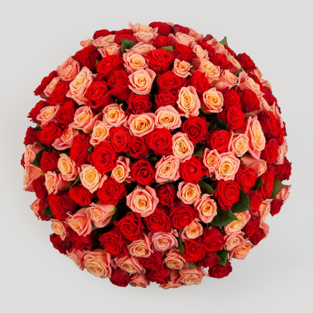 Букет из 151 розы Румянец зари