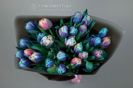 Букет из 25 тюльпанов Галактика