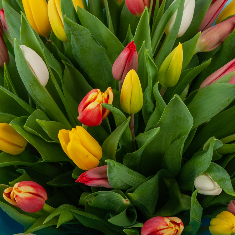 Букет 51 тюльпан Лучики солнца