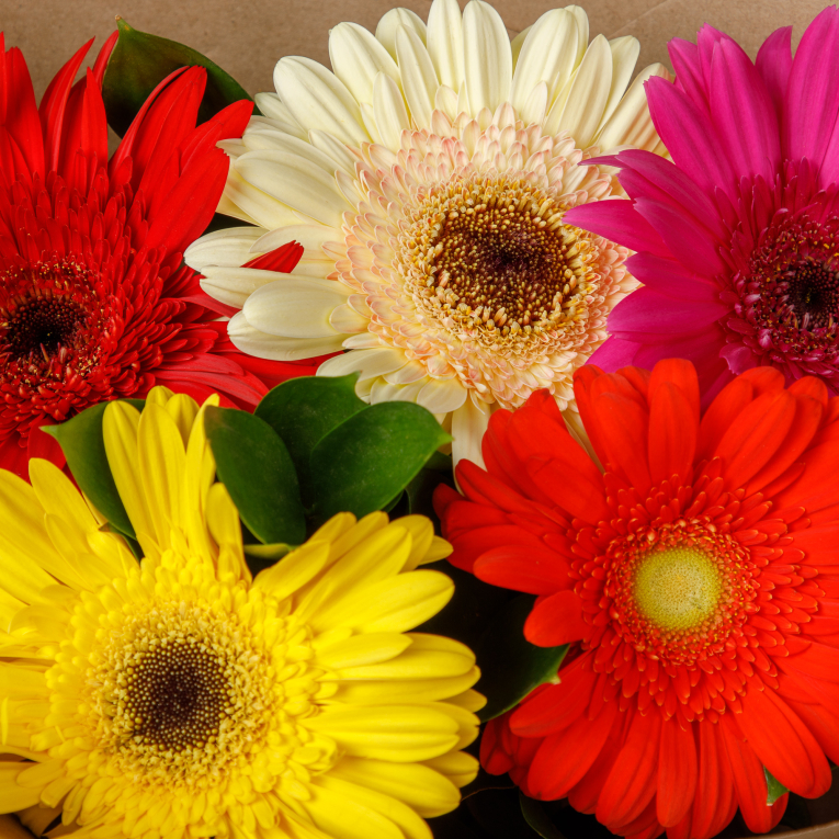 Букет из 5 гербер Яркое впечатление