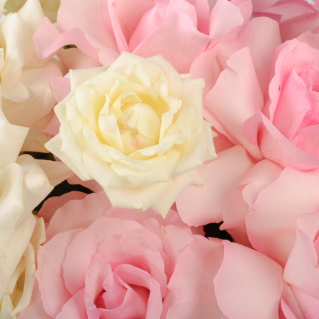 Розы в коробке Параллели чувств (большая)