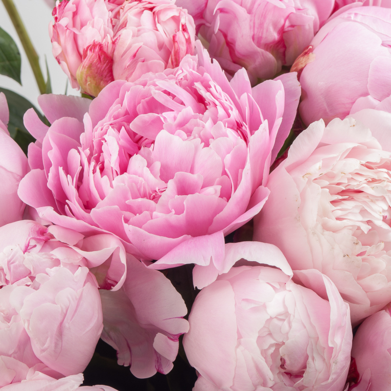 Букет 51 пион Розовый жемчуг