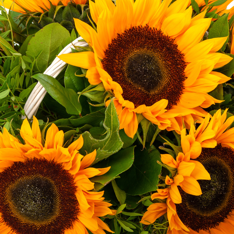 Цветы в корзине Солнечное лето