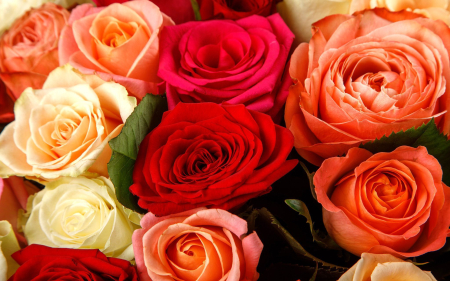 Букет из 51 розы Аморе мио