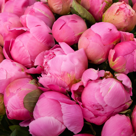 Букет из 101 пиона Розовая призма