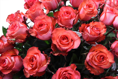 Букет 35 роз Игуана в корзине