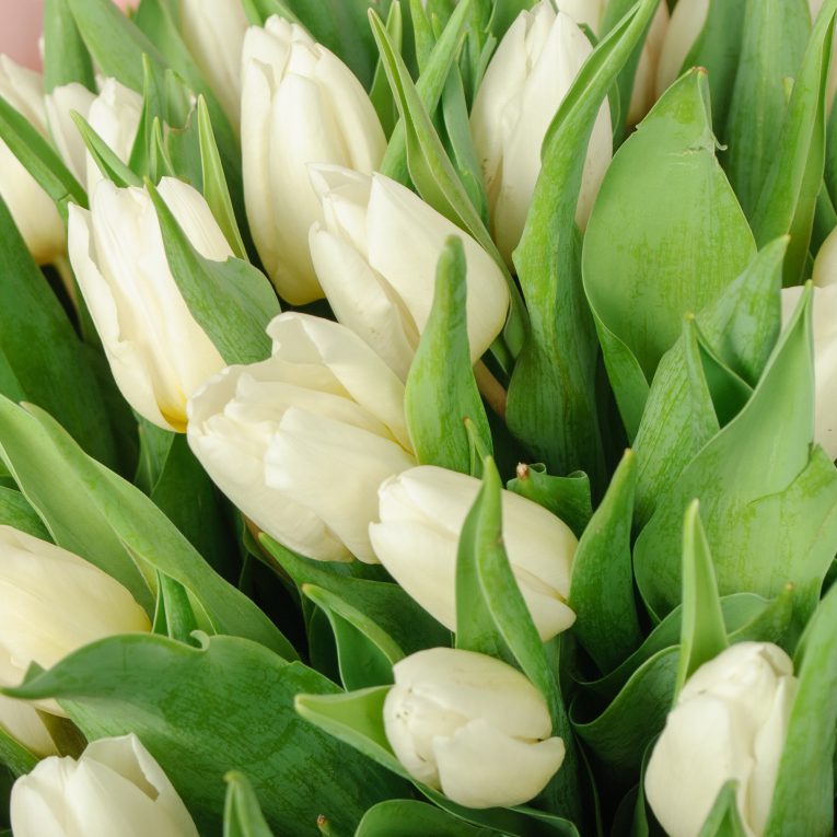 Букет 51 белый тюльпан