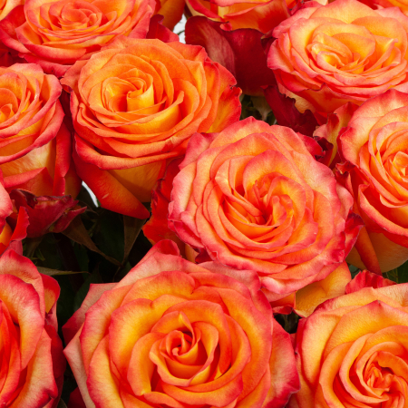 Букет 25 роз Хай Мэджик (Эквадор), 60 см