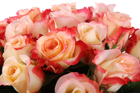 Букет 35 роз Кабаре