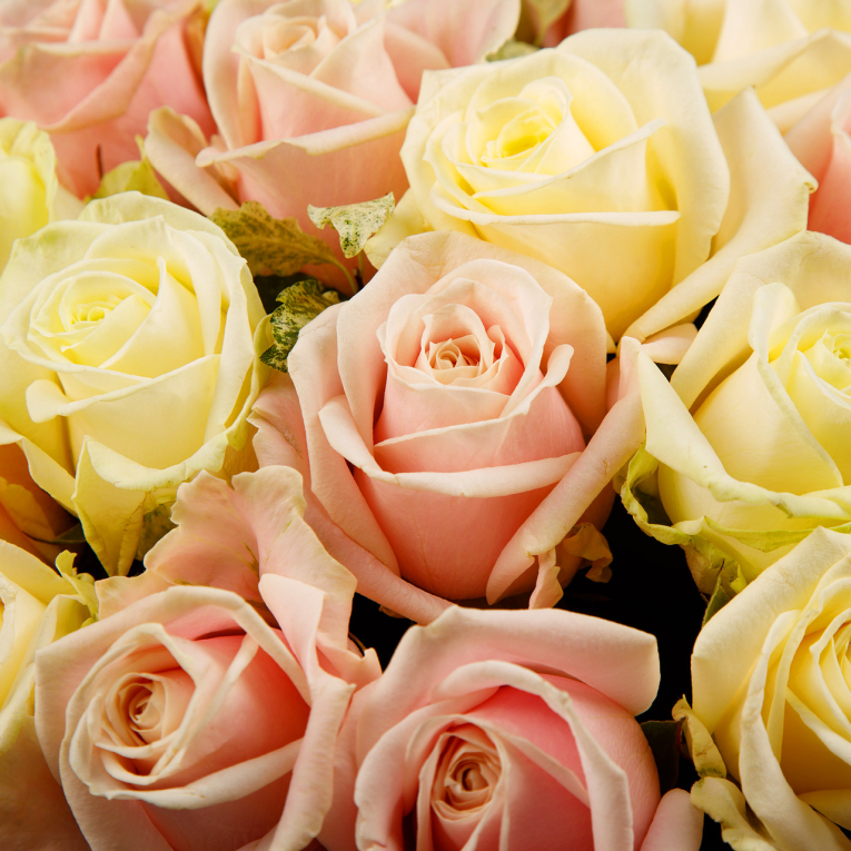 Букет из 25 роз Розовый флёр