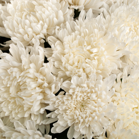 Букет из 51 белой хризантемы Сингл