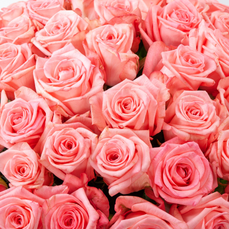 Букет Розовая королева (51 роза)