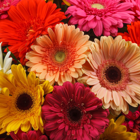 Букет с герберами Яркий комплимент (31 шт) + Десерт в ПОДАРОК!