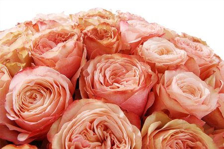 Букет 51 пионовидная роза Кахала