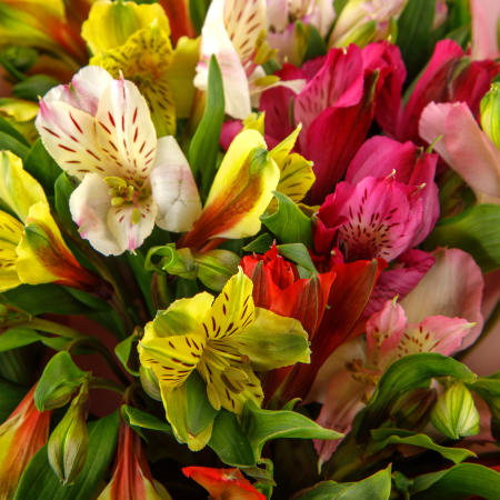 Букет Затерянный мир (9 альстромерий)