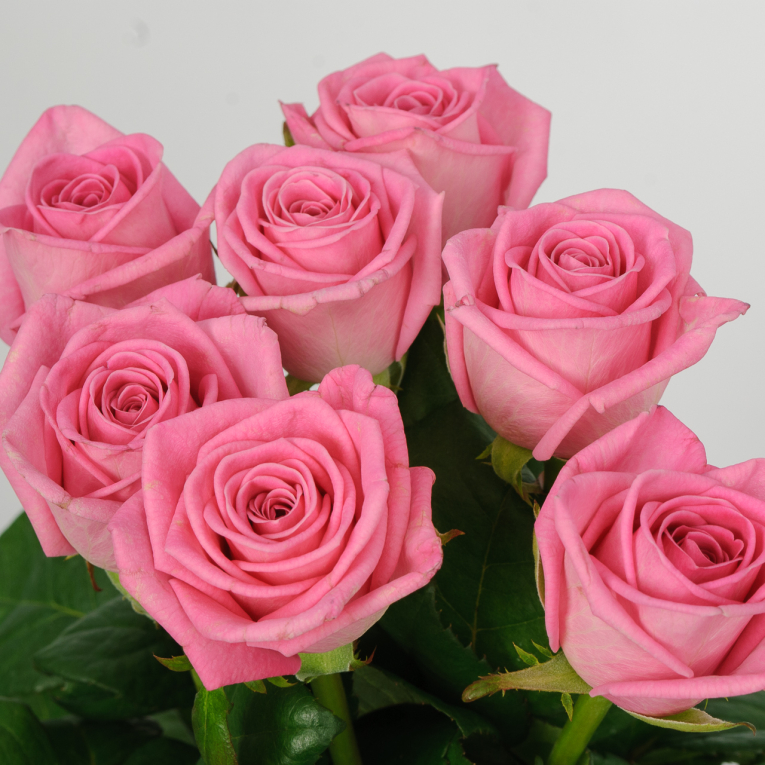 Букет 7 роз Розовая звезда