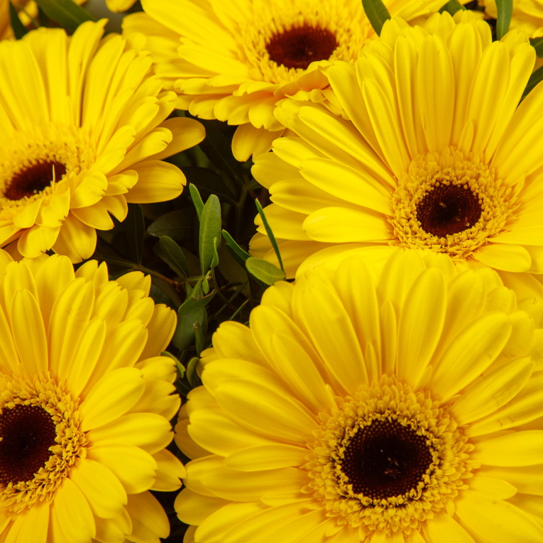 Букет с герберами Золотой ключик