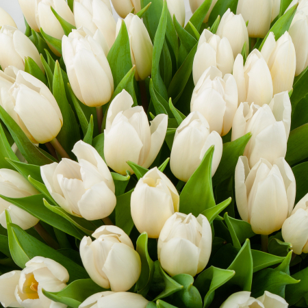 Букет 51 тюльпан Белое облако