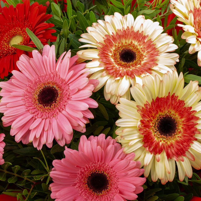 Букет из гербер Звездочка алая