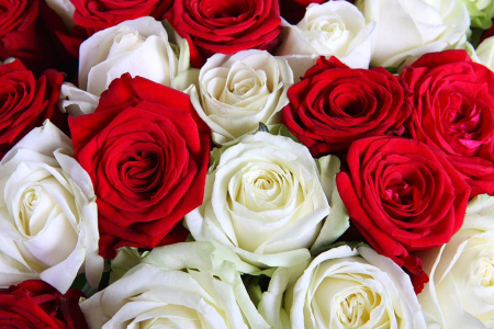Букет 75 роз красно-белый микс