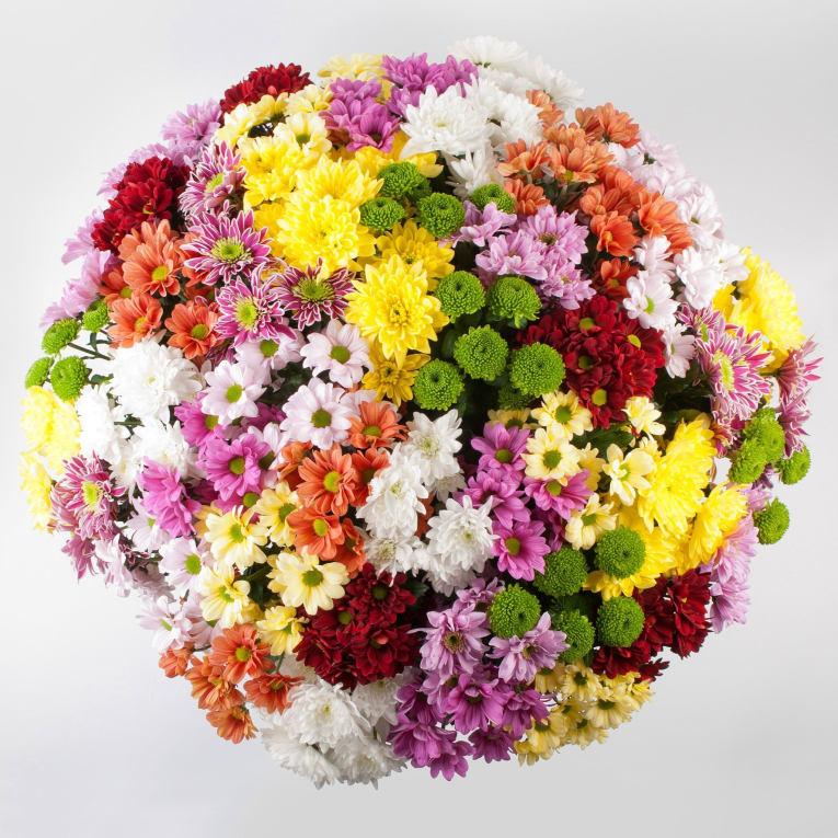 Букет 51 кустовая хризантема + Десерт в ПОДАРОК!