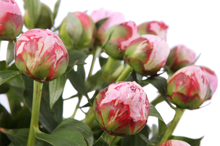 Букет из пионов Дамское счастье