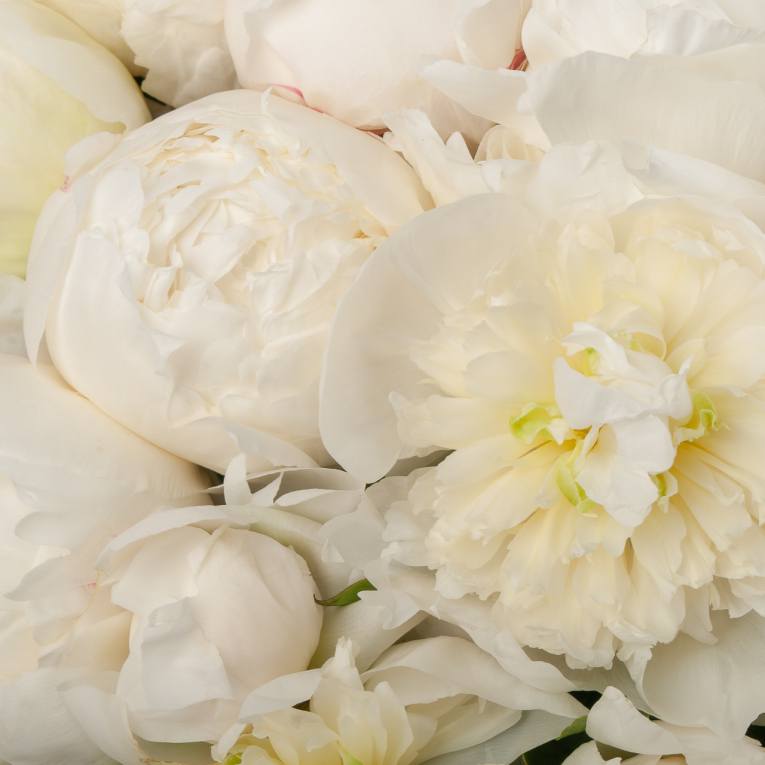 Букет 51 пион Белый жемчуг