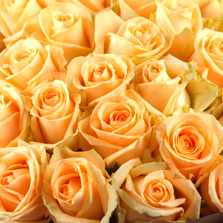 Букет 51 роза Моя судьба