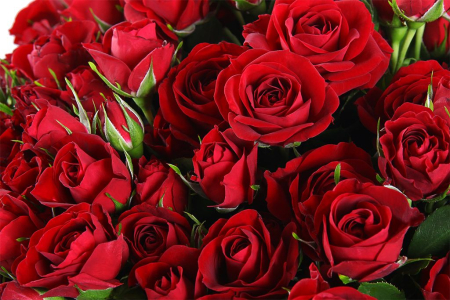 Букет 15 кустовых роз Мирабель