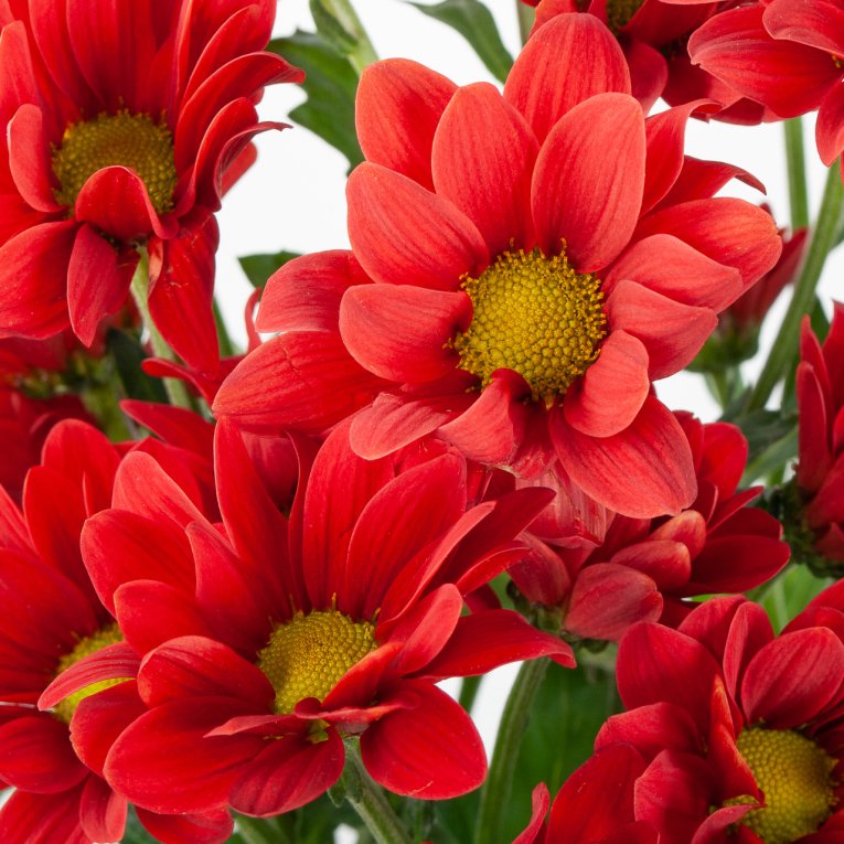 Хризантема кустовая красная (3 шт.)