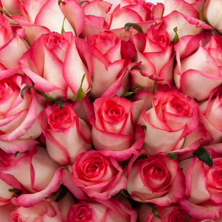 Букет из 35 роз Нежная душа