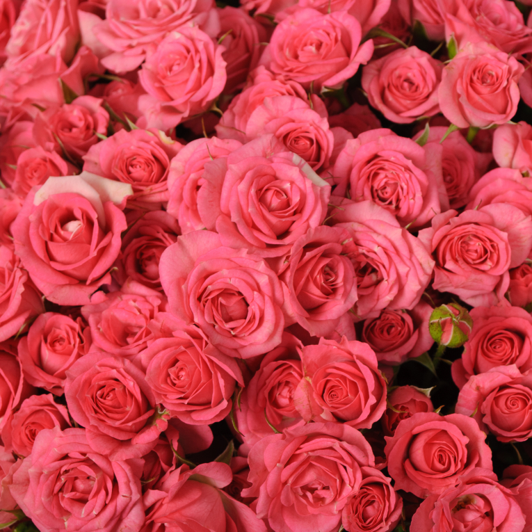 Букет 101 кустовая роза Лидия (50 см)