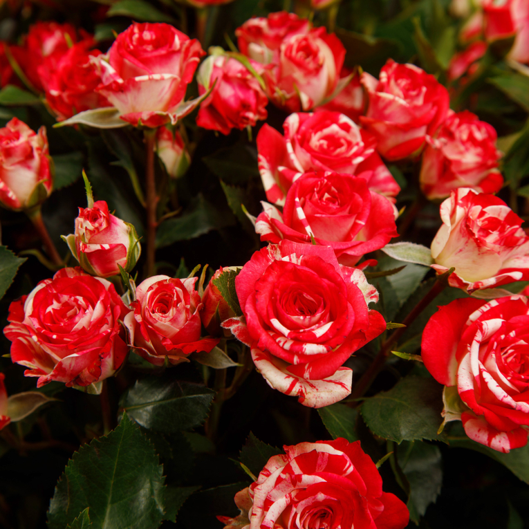 Букет 15 кустовых роз Фаер воркс