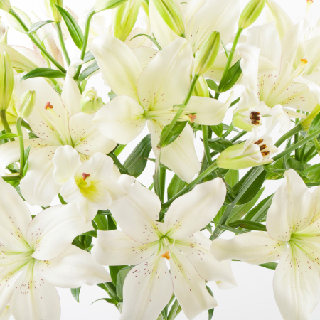 Букет 11 лилий Белая красавица