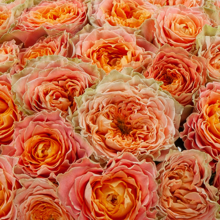 Букет 51 роза Море изобилия